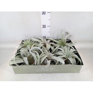 Tillandsia xerographica