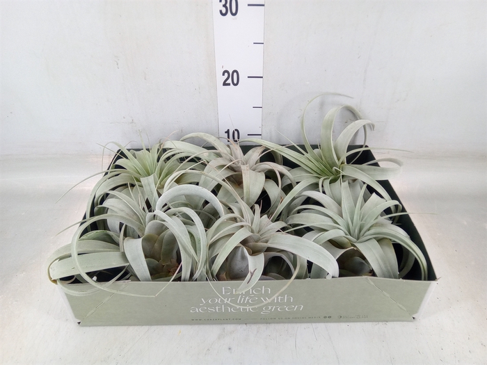 <h4>Tillandsia xerographica</h4>