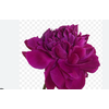 PEONIA PINK