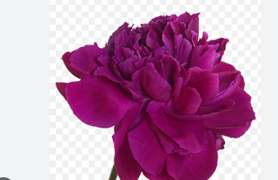 PEONIA PINK