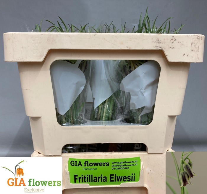 <h4>FRIT ELWESII</h4>