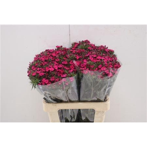 Di Barb Am Neon Cher