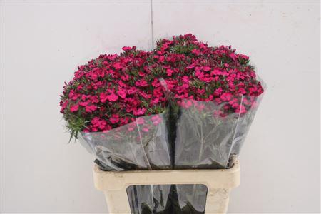 <h4>Di Barb Am Neon Cher</h4>