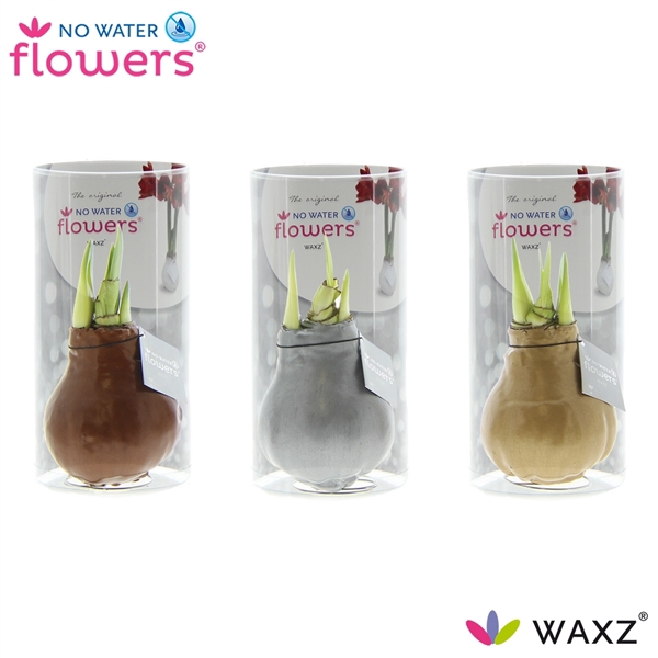 <h4>No Water Flowers Waxz® Gold/ Silver/ Copper in Koker</h4>