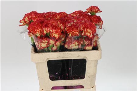 <h4>Di St Std Zenit</h4>