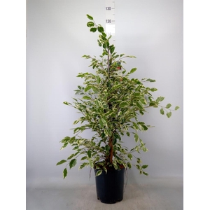 Ficus benja. 'Twilight'