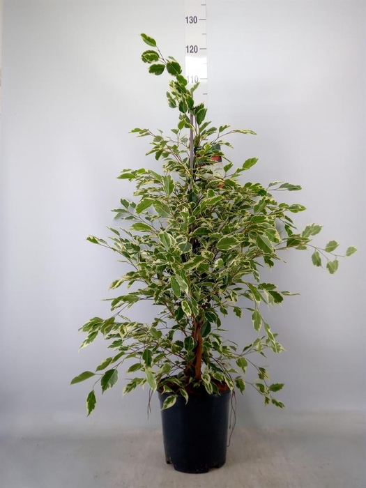 <h4>Ficus benja. 'Twilight'</h4>