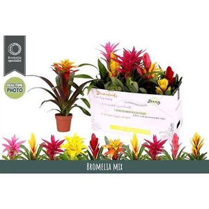 Bromelia Gem 6 Srt