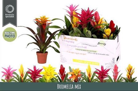 <h4>Bromelia Gem 6 Srt</h4>