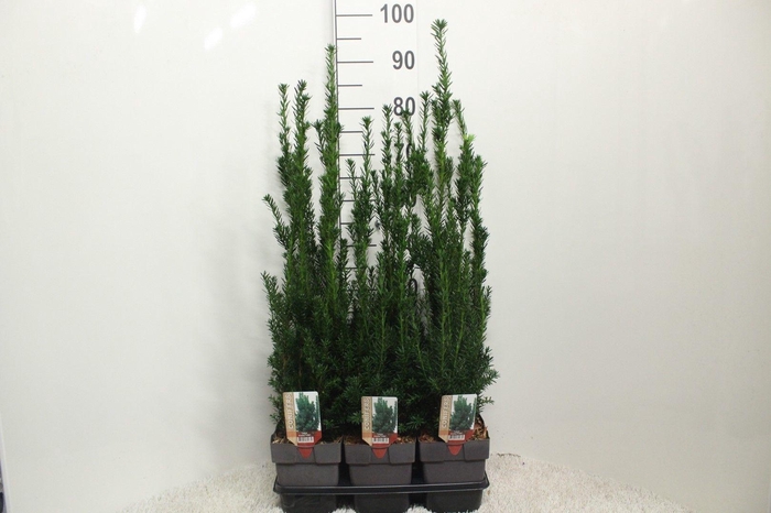 <h4>Taxus baccata 'Hillii' P17 (potgekweekt)</h4>