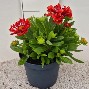 Gaillardia Spintop Red P19