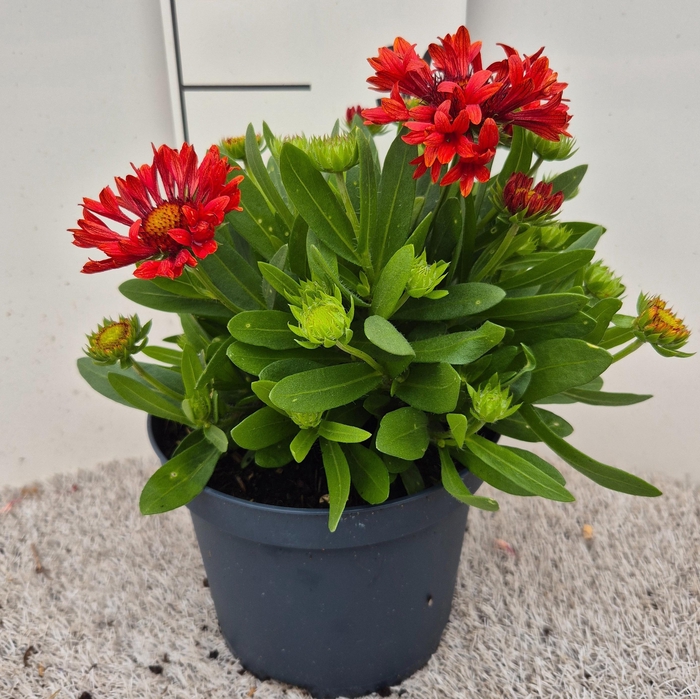 <h4>Gaillardia Spintop Red P19</h4>