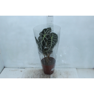 ALOCASIA POLLY P17