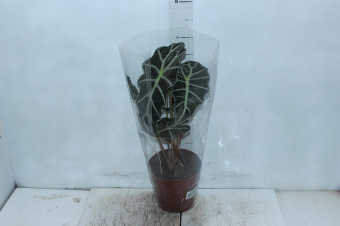 ALOCASIA POLLY P17