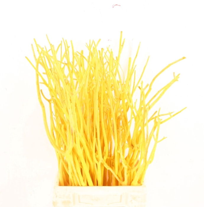 <h4>MITSUMATA H%</h4>