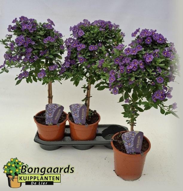 <h4>LYCI RAN BLUE FOUNT</h4>