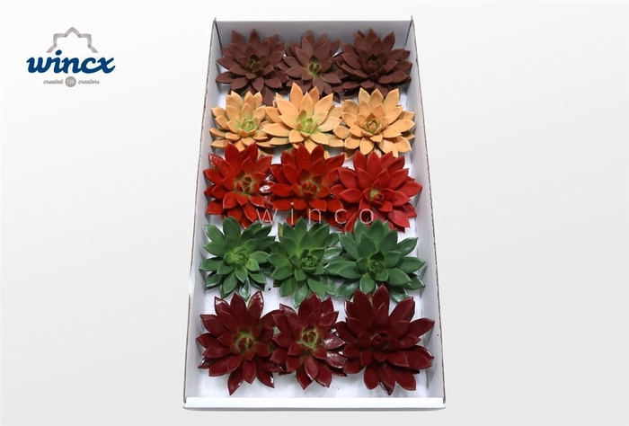 <h4>Echeveria Paint Autumn Mix Cutflower Wincx-10cm</h4>