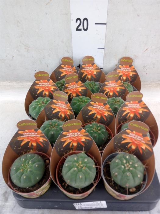 <h4>Cactus   ...</h4>