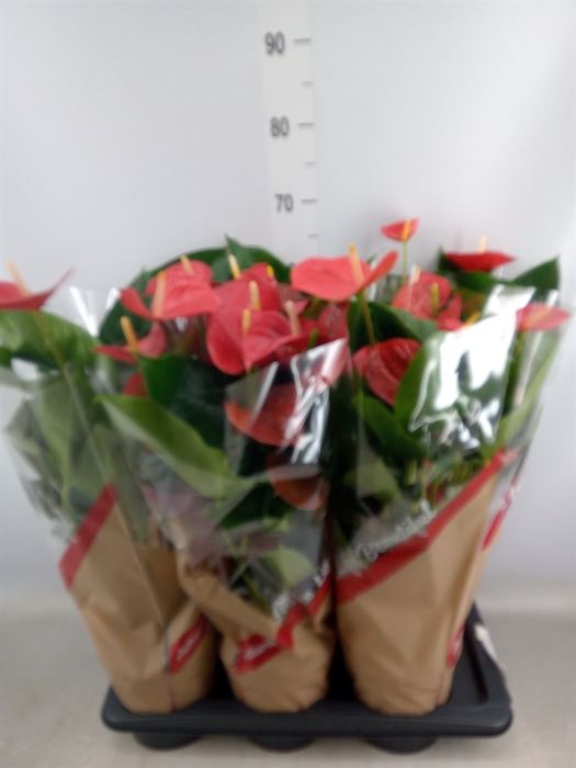 <h4>Anthurium andr. 'Red Winner'</h4>