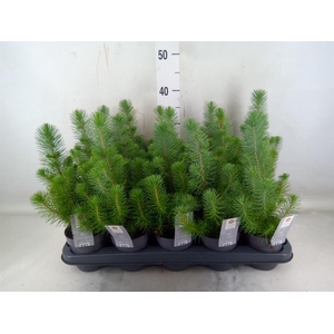 Pinus pinea 'Silver Crest'