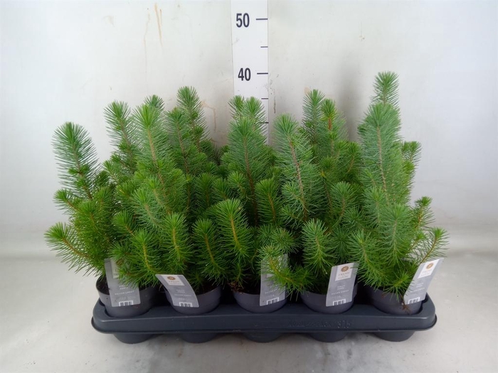 <h4>Pinus pinea 'Silver Crest'</h4>