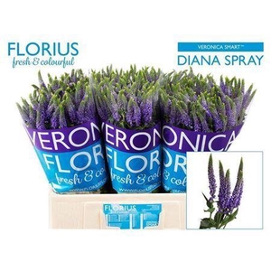 Veronica Clea Diana Blue Spray