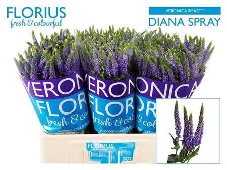<h4>Veronica Clea Diana Blue Spray</h4>