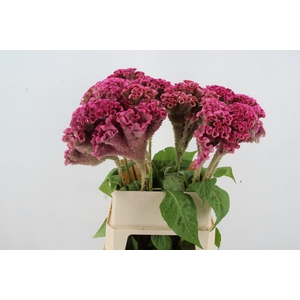CEL C TURBO ROSE