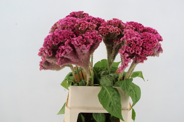 <h4>CEL C TURBO ROSE</h4>