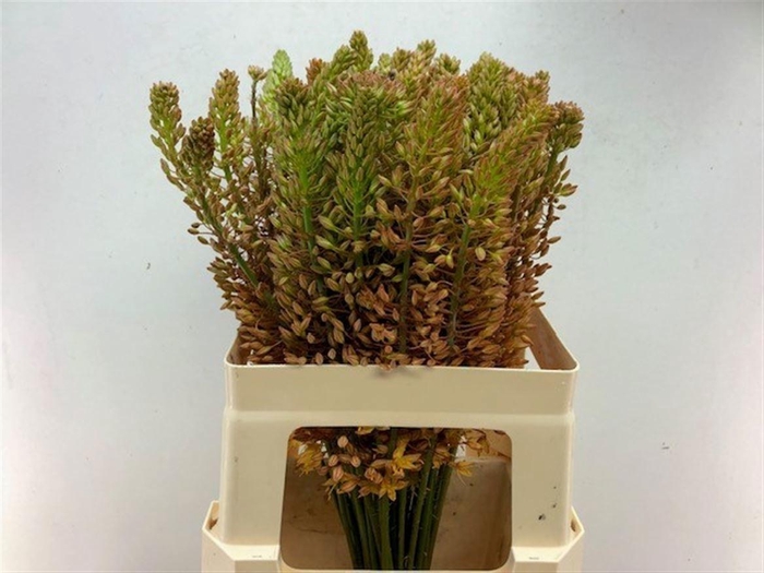 <h4>EREMURUS RUITER</h4>