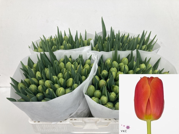 <h4>TU DU ICOON</h4>