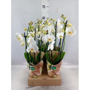 Phalaenopsis   ...white