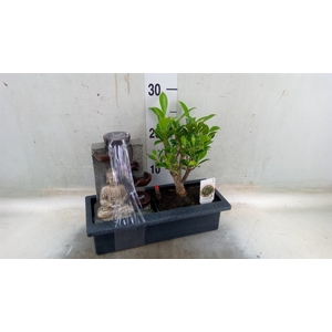 Bonsai   ...mix