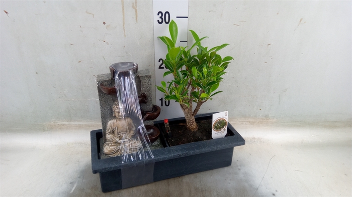 <h4>Bonsai   ...mix</h4>