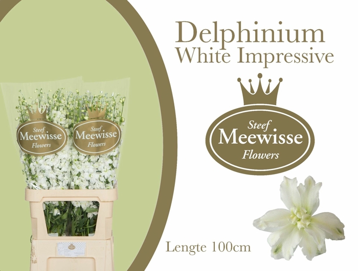 Delphinium Impressive White