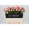 Paeonia Sarah Bernhardt