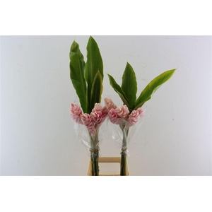 Alpinia Pink