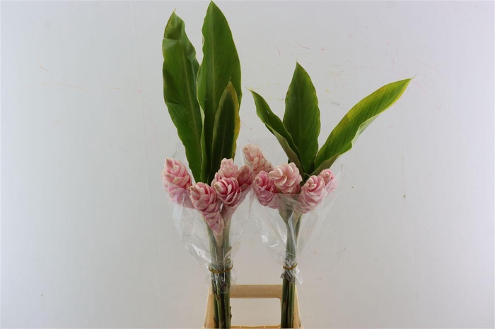 <h4>Alpinia Pink</h4>