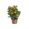 KALANCHOE P11 BICOLOR AMARELO