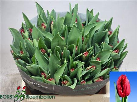 <h4>Tu Fr Indiana</h4>