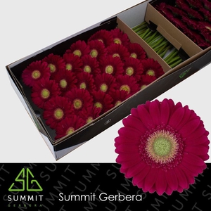 Gerbera Ambassador Doos