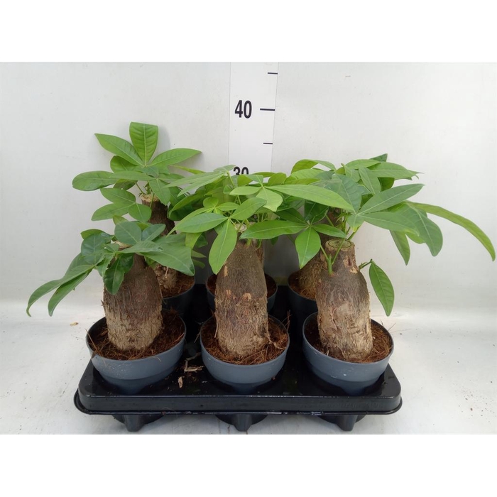 <h4>Pachira aquatica</h4>