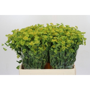 Bupleurum Griffithii