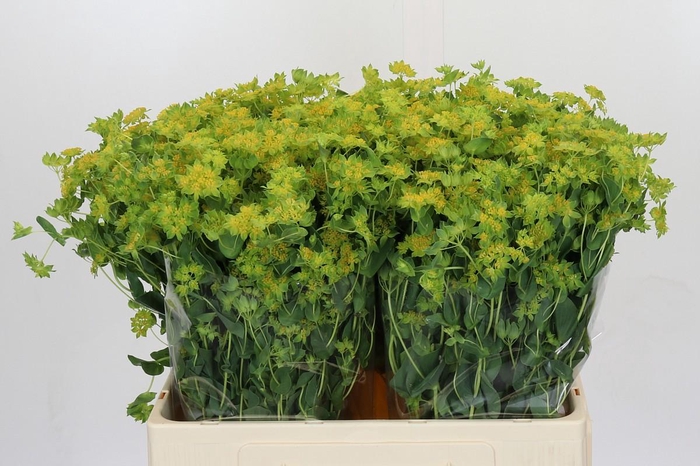 <h4>Bupleurum Griffithii</h4>