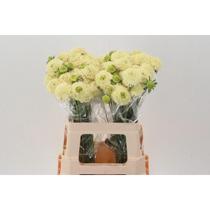 Scab At Banana Scoop