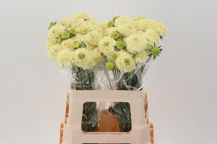 <h4>Scab At Banana Scoop</h4>