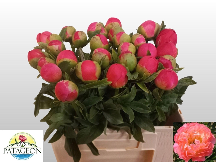 <h4>PAEO CORAL SUNSET</h4>