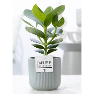Clusia Rosea Princess in P&PURE Sophie ceramics green
