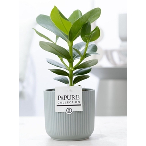 Clusia Rosea Princess in P&PURE Sophie ceramics green