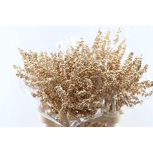 Ilex Klbh Antique Gold Stem